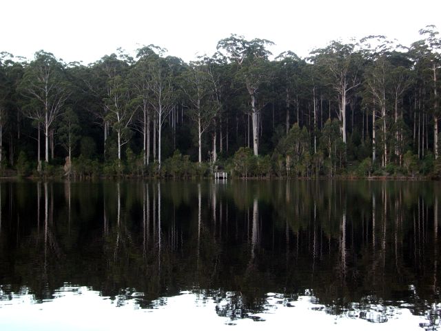 The Karri forrest on the other side of Big Brook Dam, Pemberton